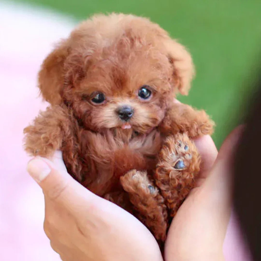 Realistic Plush Puppy Toy – Soft Stuffed Dog for Kids, Gift & Nursery Decor