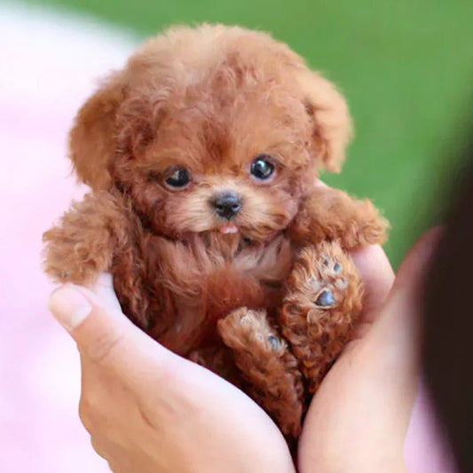 Realistic Plush Puppy Toy – Soft Stuffed Dog for Kids, Gift & Nursery Decor